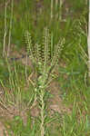 Field pepperweed